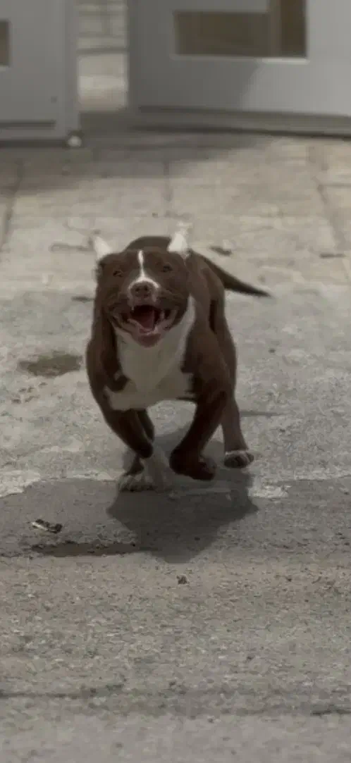 سگ پیتبول|سگ|بهار, |دیوار