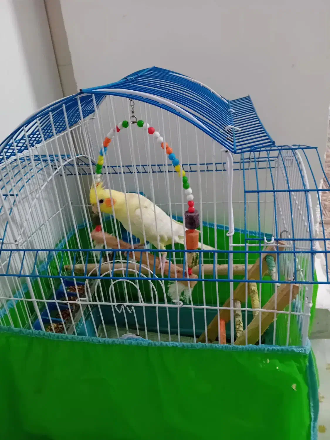 بخاطر خرید مرغ مینا|پرنده|رشت, لاکان|دیوار