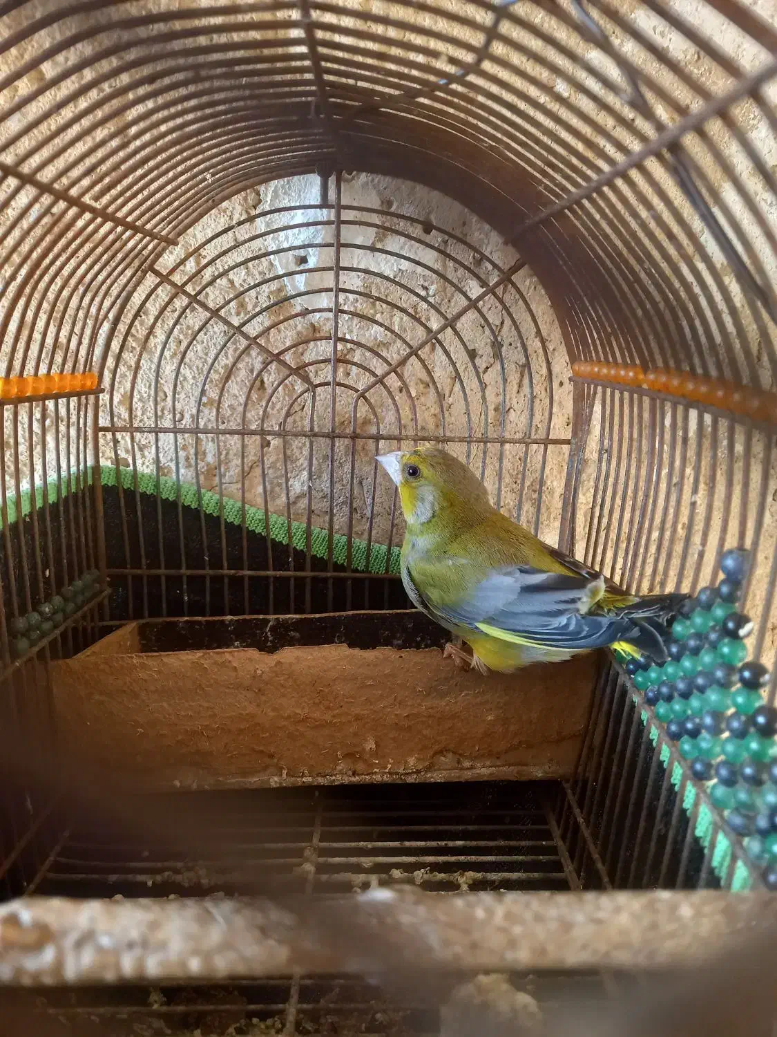 فروش سهره سبز نر دوساله|پرنده|شیراز, ویلاشهر|دیوار