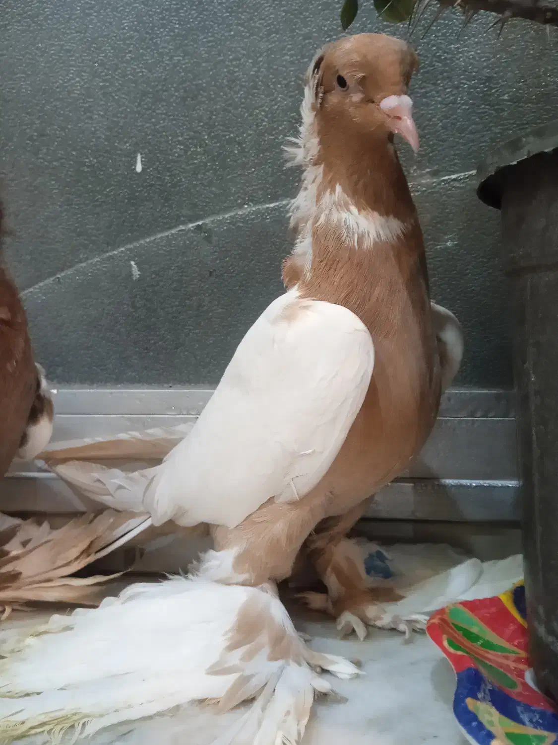 فروشی|پرنده|مرند, |دیوار