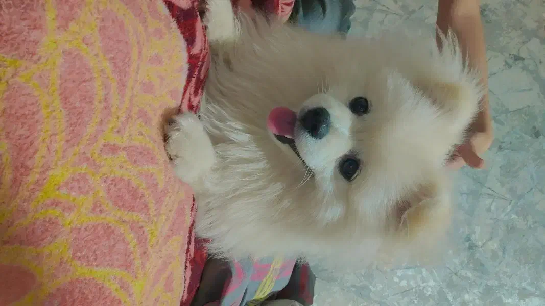 سگ پامرانین اکراینی اصیل نر ، دنبال یک ماده|سگ|مشهد, کوشش|دیوار