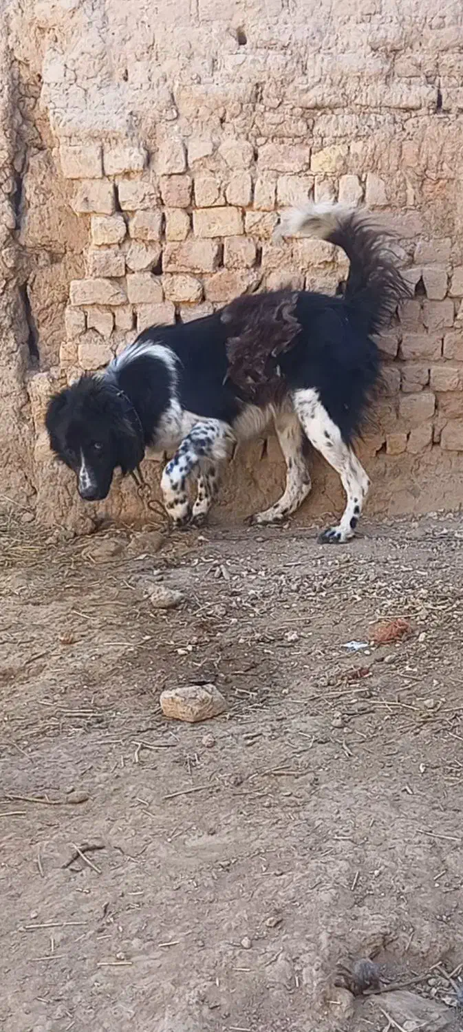 توله...سگ قهدرجونی قهدرجانی ۱۵ ماه نر معاوضه دارم|سگ|قزوین, |دیوار