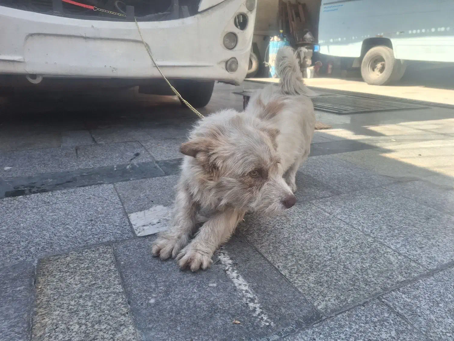 سگه|سگ|مشهد, فدک|دیوار