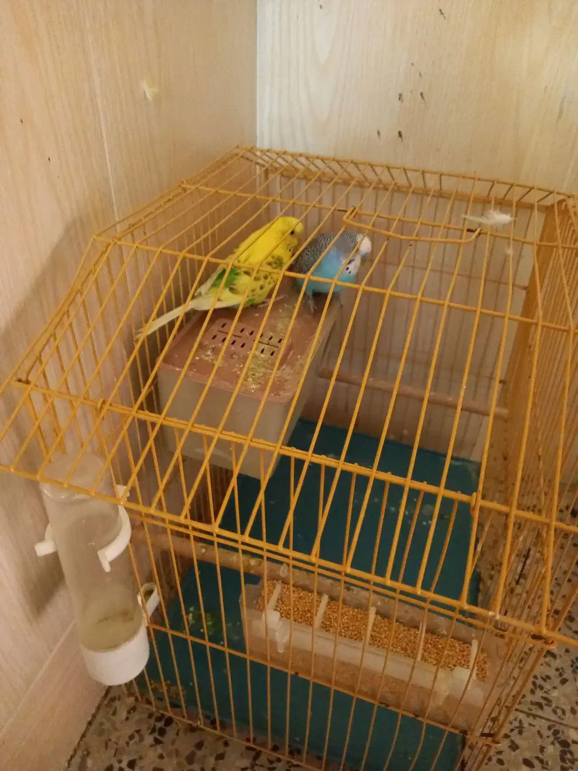 مرغ عشق|پرنده|بندر دیر, |دیوار