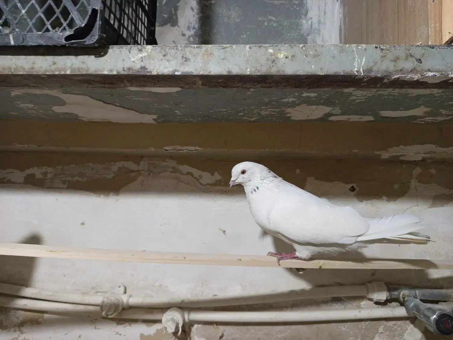 سفید شمرونی|پرنده|تهران, شهرک استقلال|دیوار