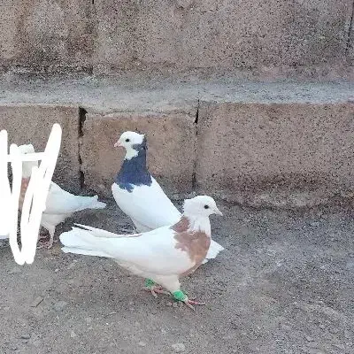 جفت طوقی|پرنده|بم, |دیوار