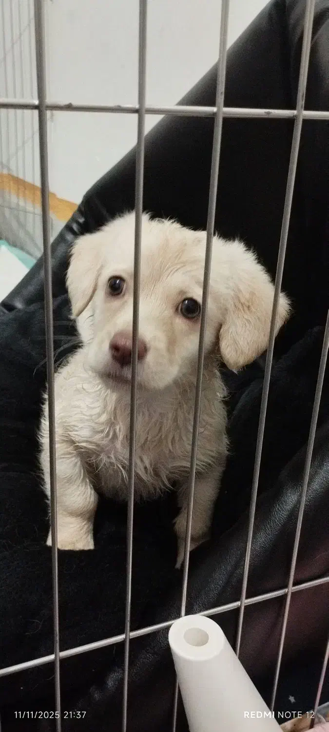 سگ شیتزو کراس|سگ|تهران, مخصوص|دیوار