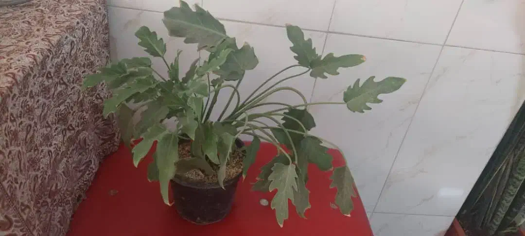 گل برگ انجیری و پتوس|گل و گیاه طبیعی|تهران, افسریه جنوبی|دیوار