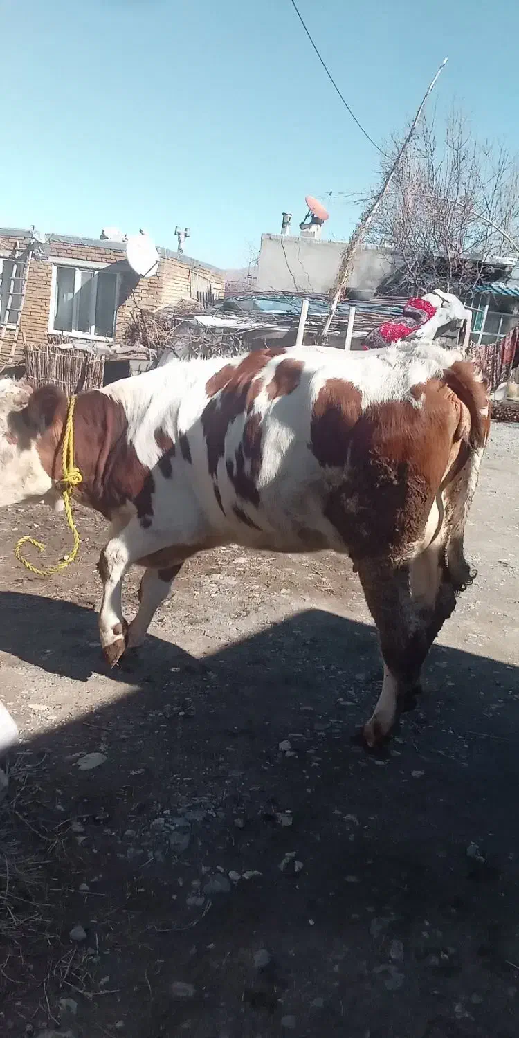 گاو گوشتی|حیوانات مزرعه|سیلوانه, |دیوار