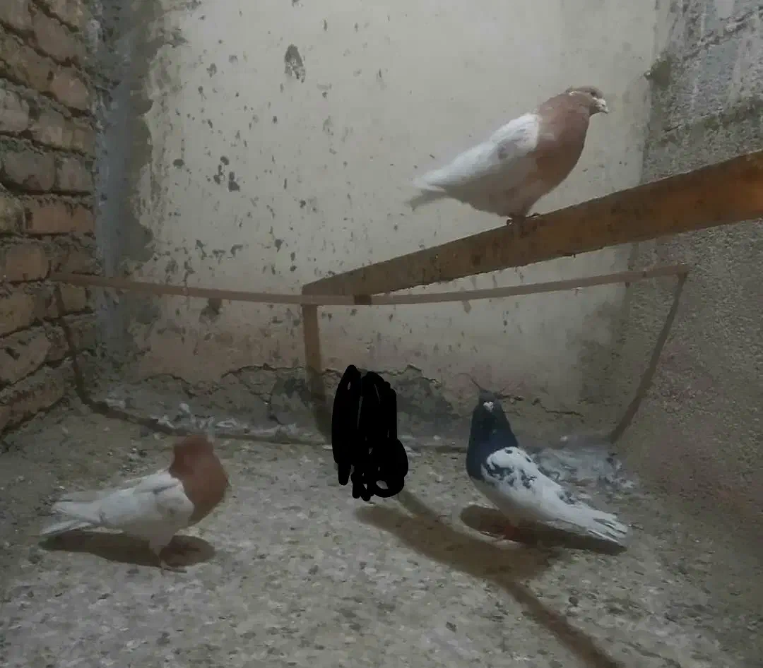 کفتر سینه سیاه و قهوه ای|پرنده|رباط‌کریم, مسکن مهر آبشناسان|دیوار