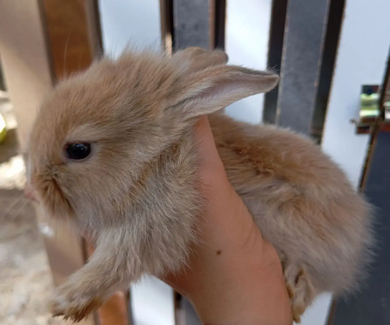 خرگوش پشمالو|موش و خرگوش|ایرانشهر, |دیوار