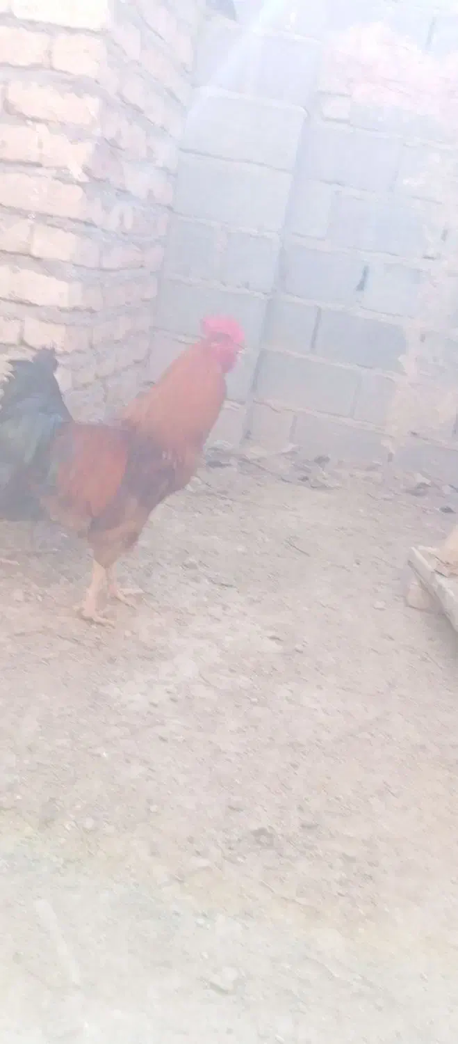 خروس لاری فروشی|حیوانات مزرعه|شیروان (خراسان), |دیوار