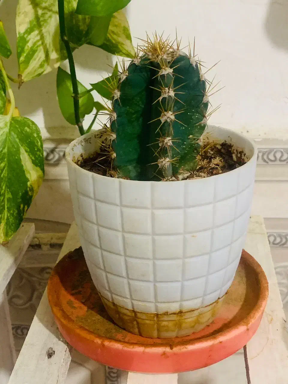 استند و گل ها فروشی|گل و گیاه طبیعی|فیروزآباد (فارس), |دیوار