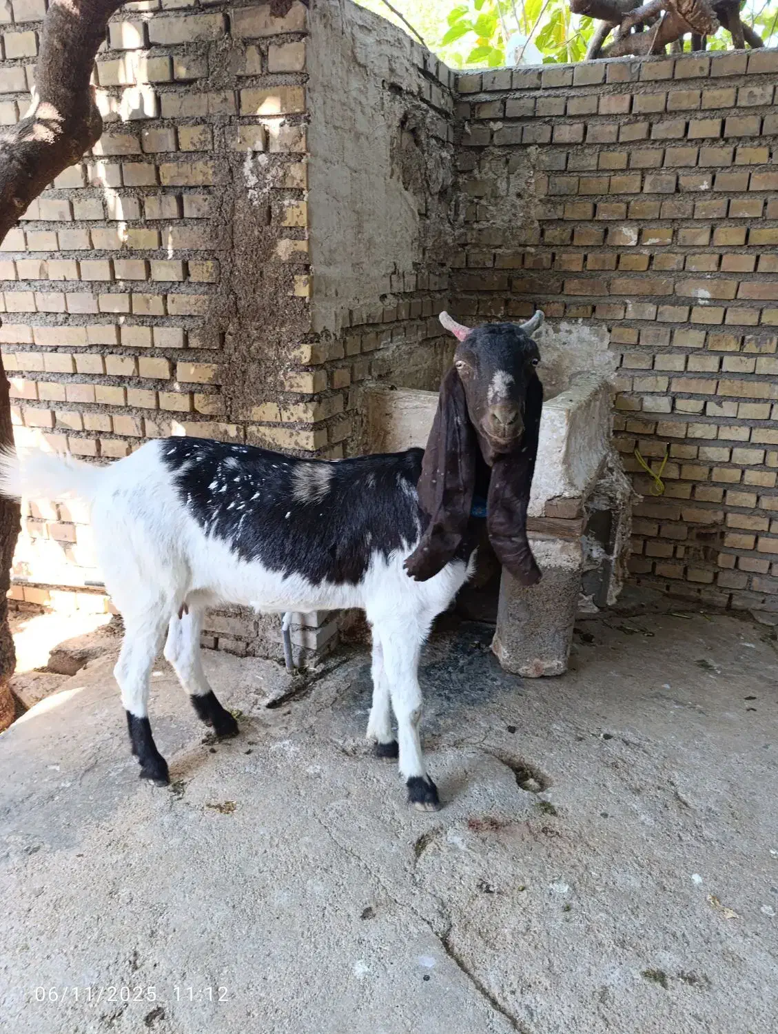 حیوانات|حیوانات مزرعه|ایذه, |دیوار