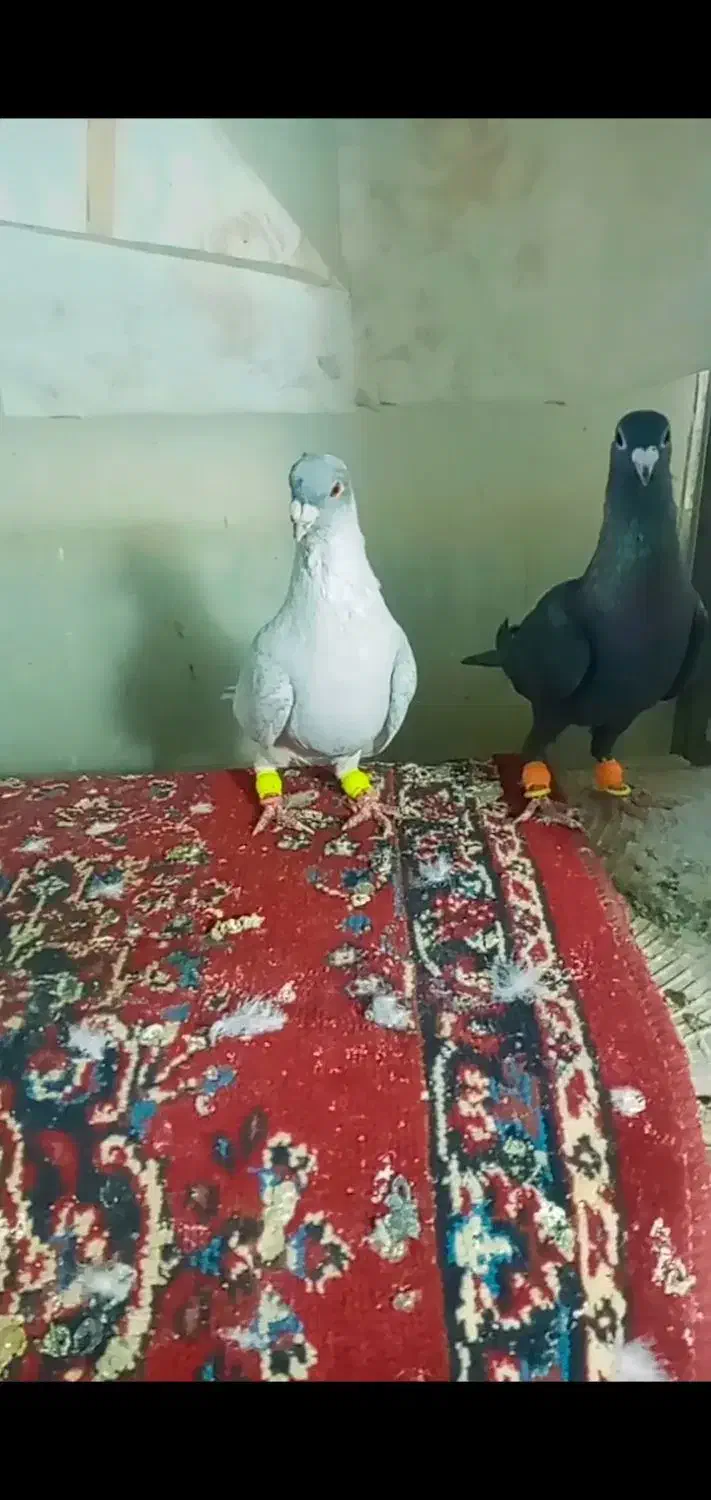 کفتر پرشی|پرنده|فرح دشت, |دیوار