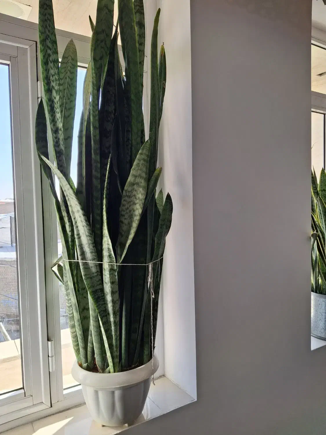 گل سانسوریا|گل و گیاه طبیعی|سلماس, |دیوار