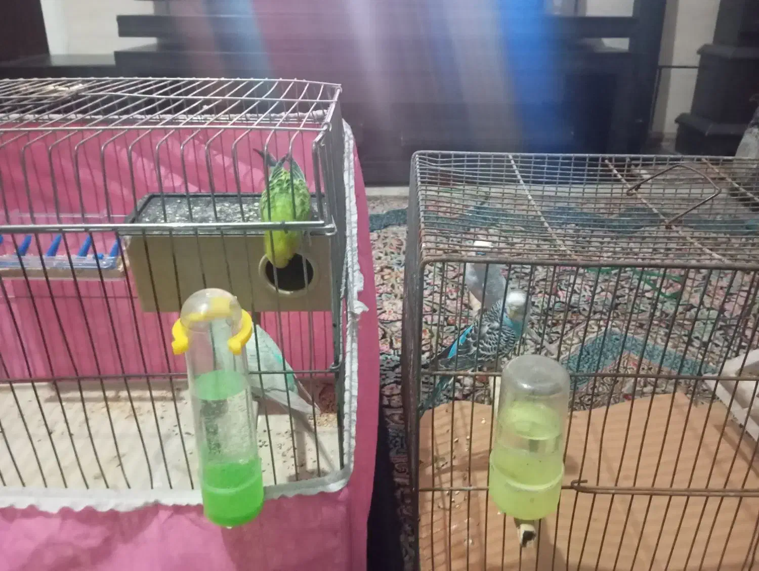 مرغ عشق|پرنده|شیراز, دست خضر|دیوار