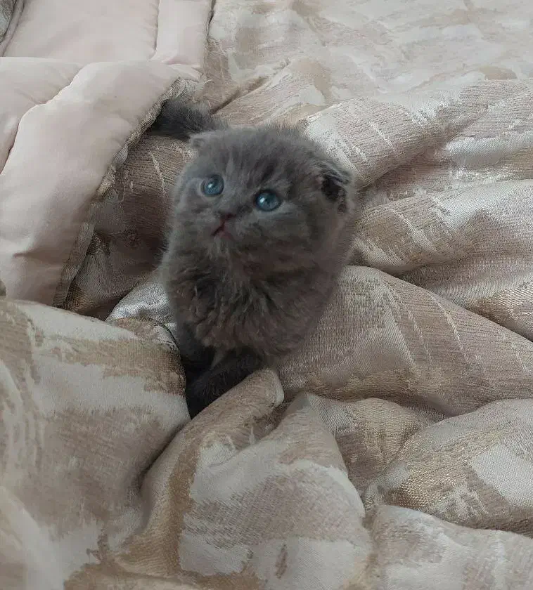 اسکاتیش ماده|گربه|تهران, صادقیه|دیوار