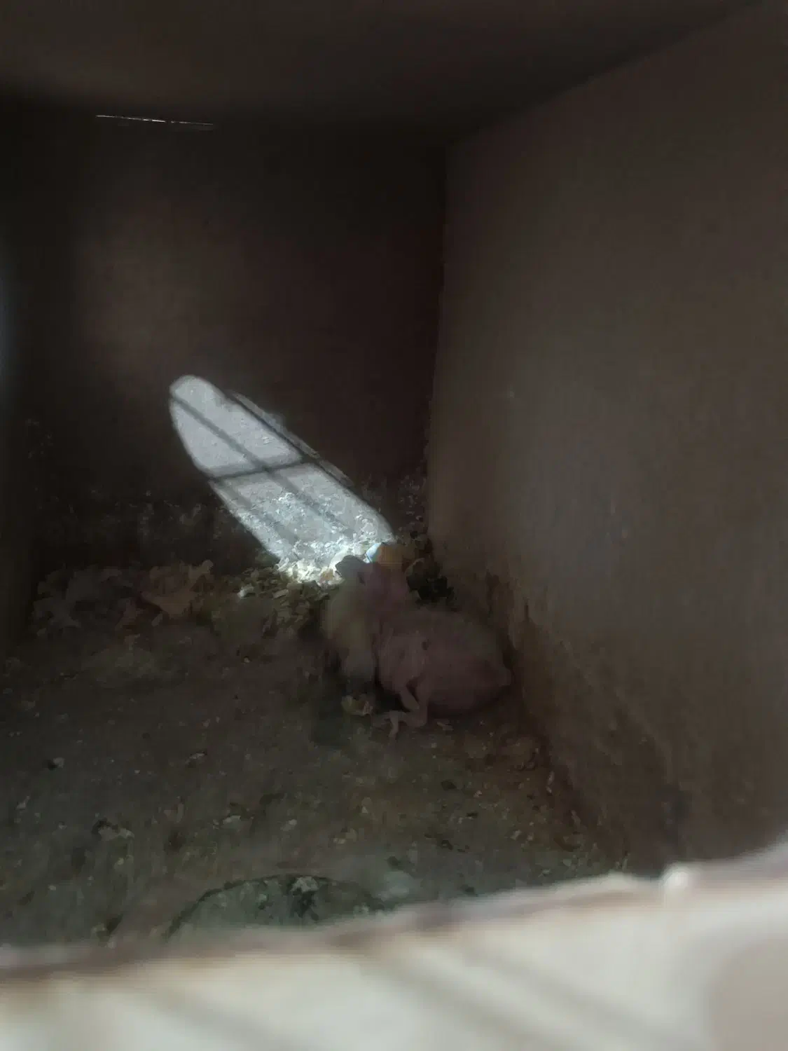 عروس هلندی مولد با جوجه|پرنده|باغستان, |دیوار