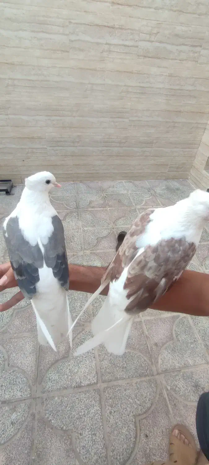 کفتر|پرنده|یزد, |دیوار