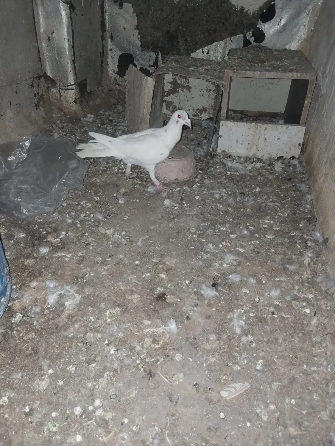 سار نر|پرنده|نیشابور, فضل|دیوار