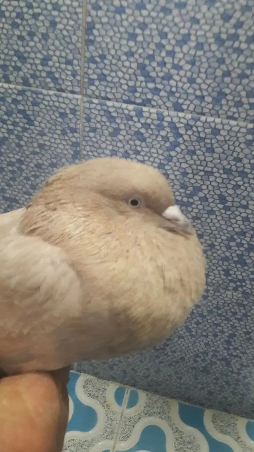 کبوتر کله ای هندی برنجی|پرنده|نجف‌آباد, یزدانشهر|دیوار