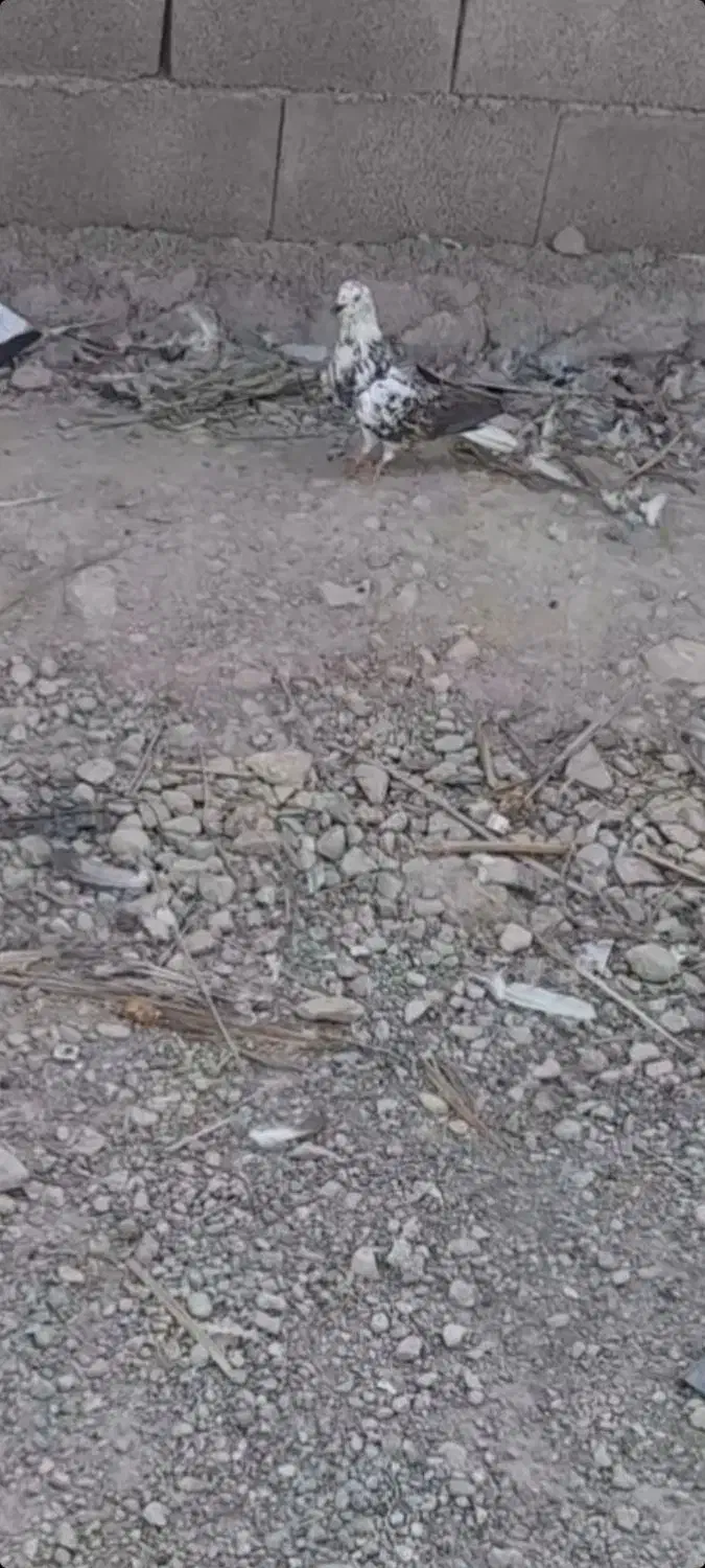 کفتر گمشده|حیوانات|بندرعباس, |دیوار