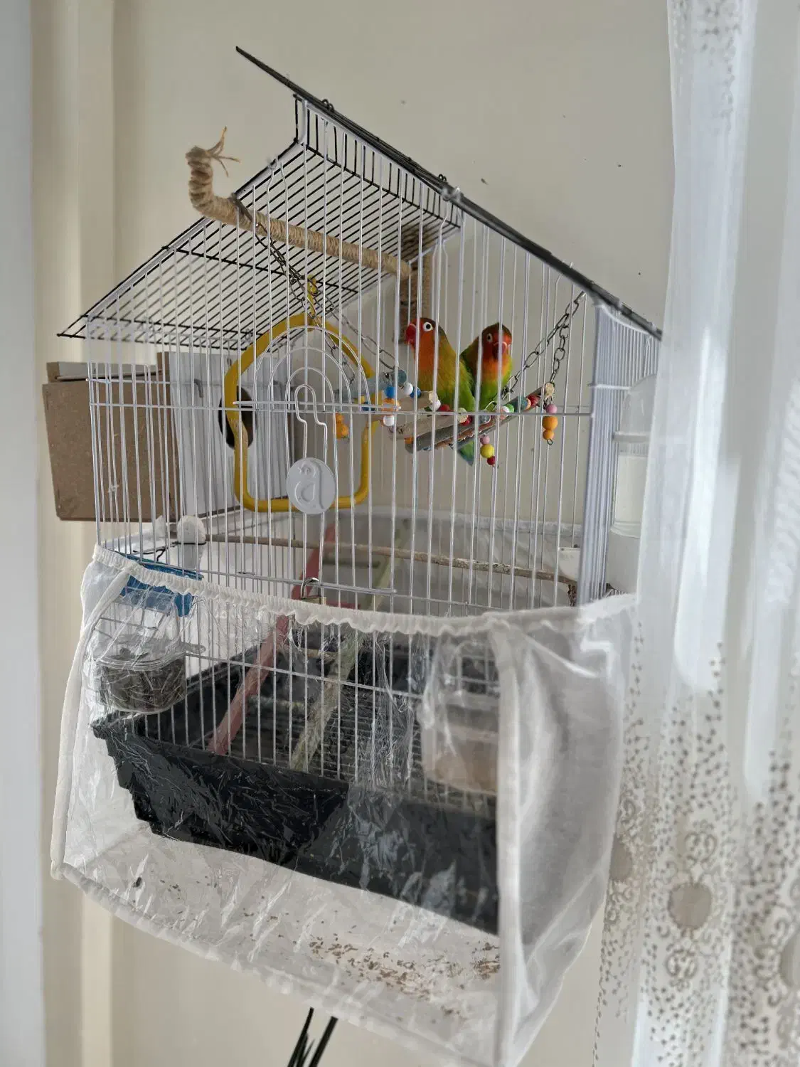 کوتوله برزیلی|پرنده|سهند, |دیوار