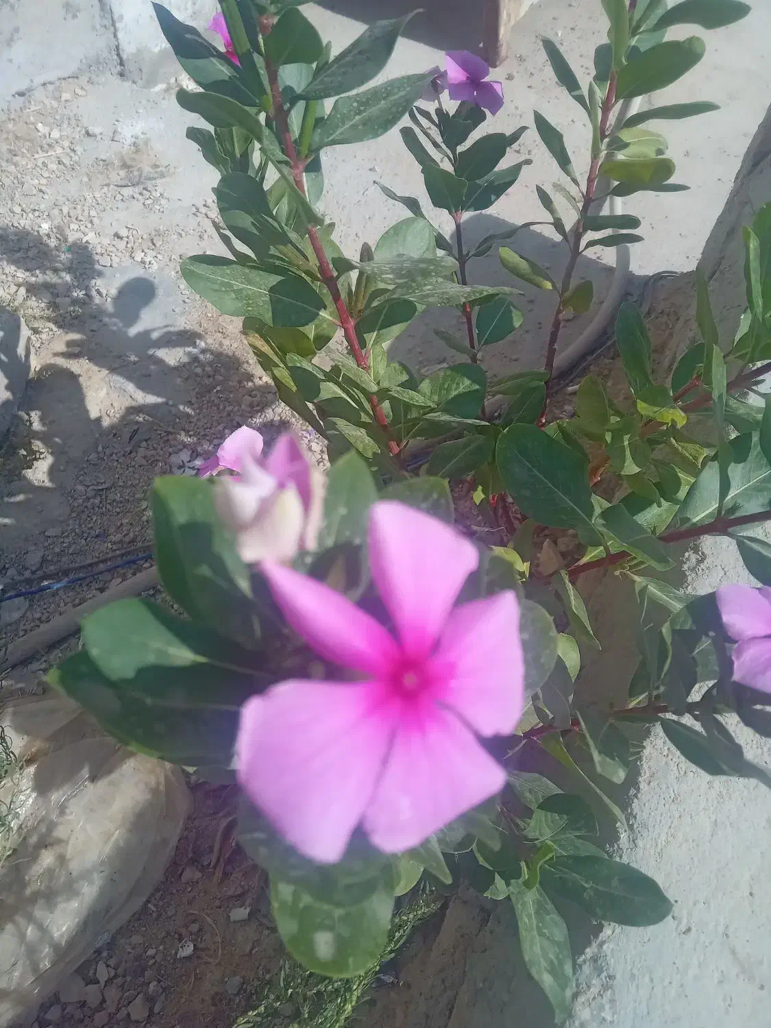 سرویس کوار شهرک صنعتی|فعالیت داوطلبانه تحقیقاتی|شیراز, کوزه گری|دیوار