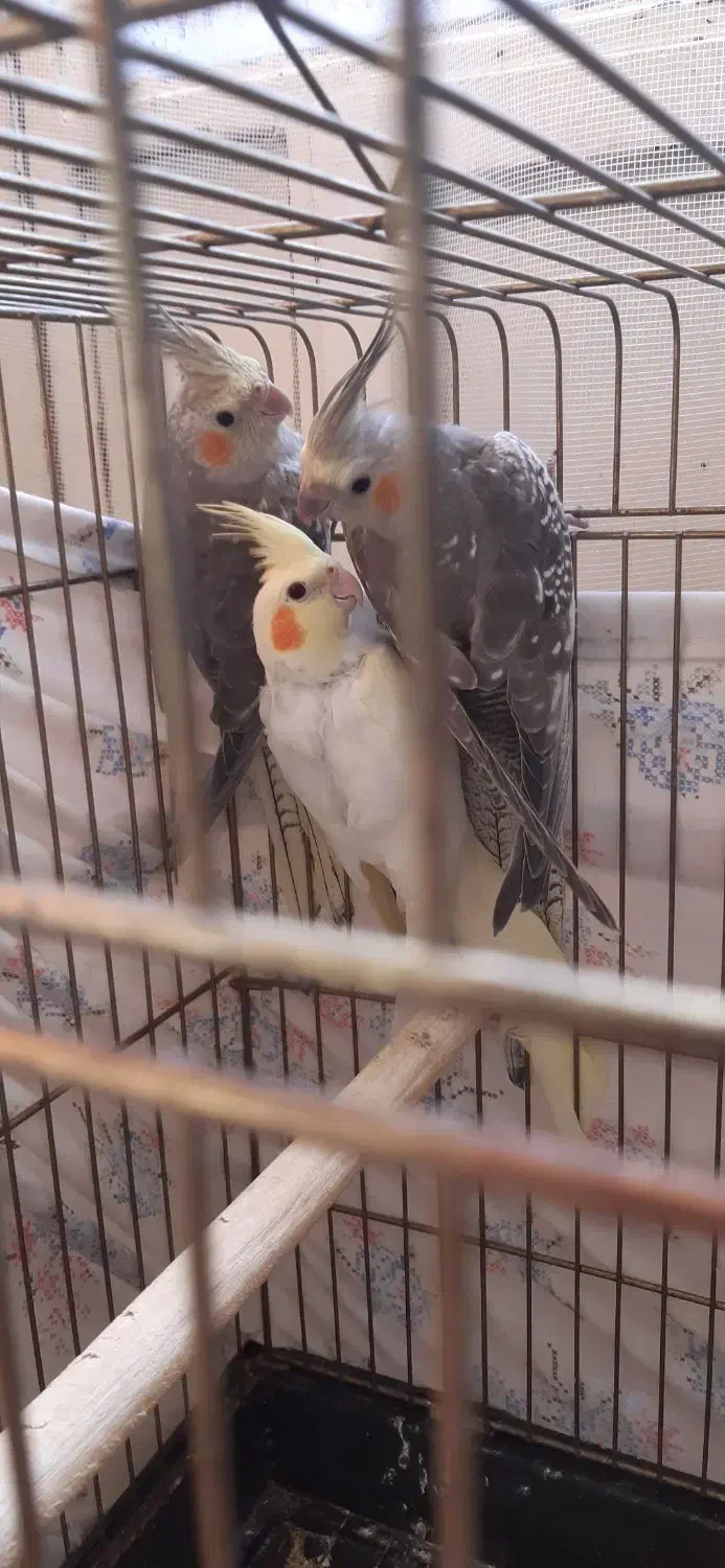 عروس هلندی|پرنده|یزد, |دیوار