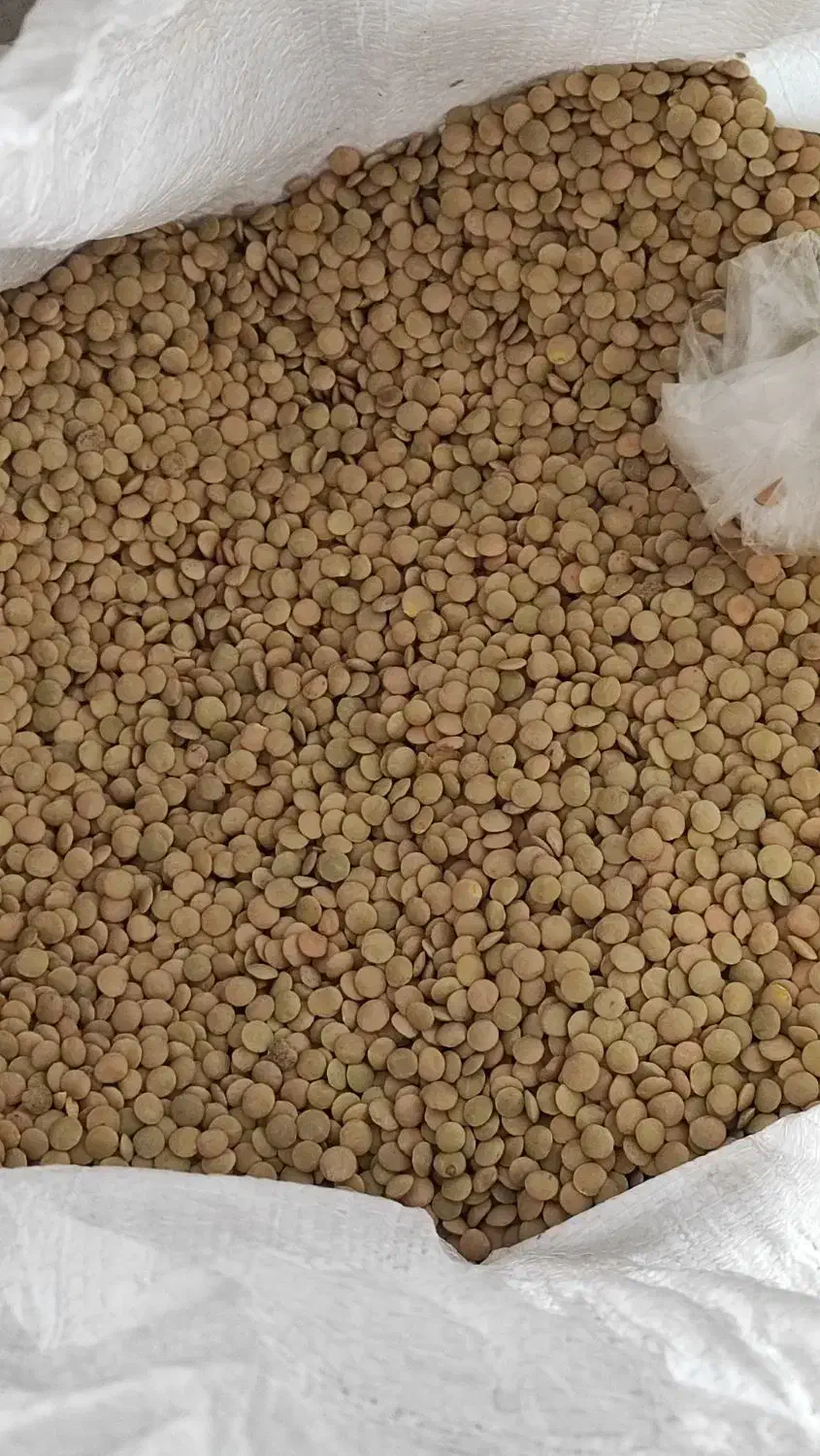 عدس پلویی|خوردنی و آشامیدنی|شیراز, شیخ علی چوپان|دیوار
