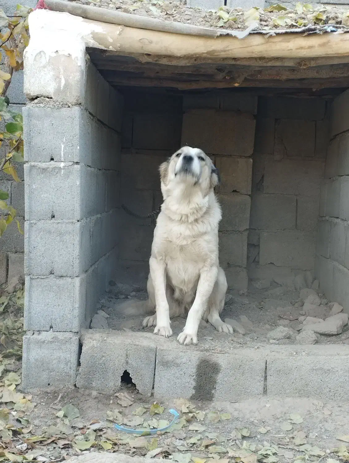 سگ لاس دوساله|سگ|مبارکه, |دیوار