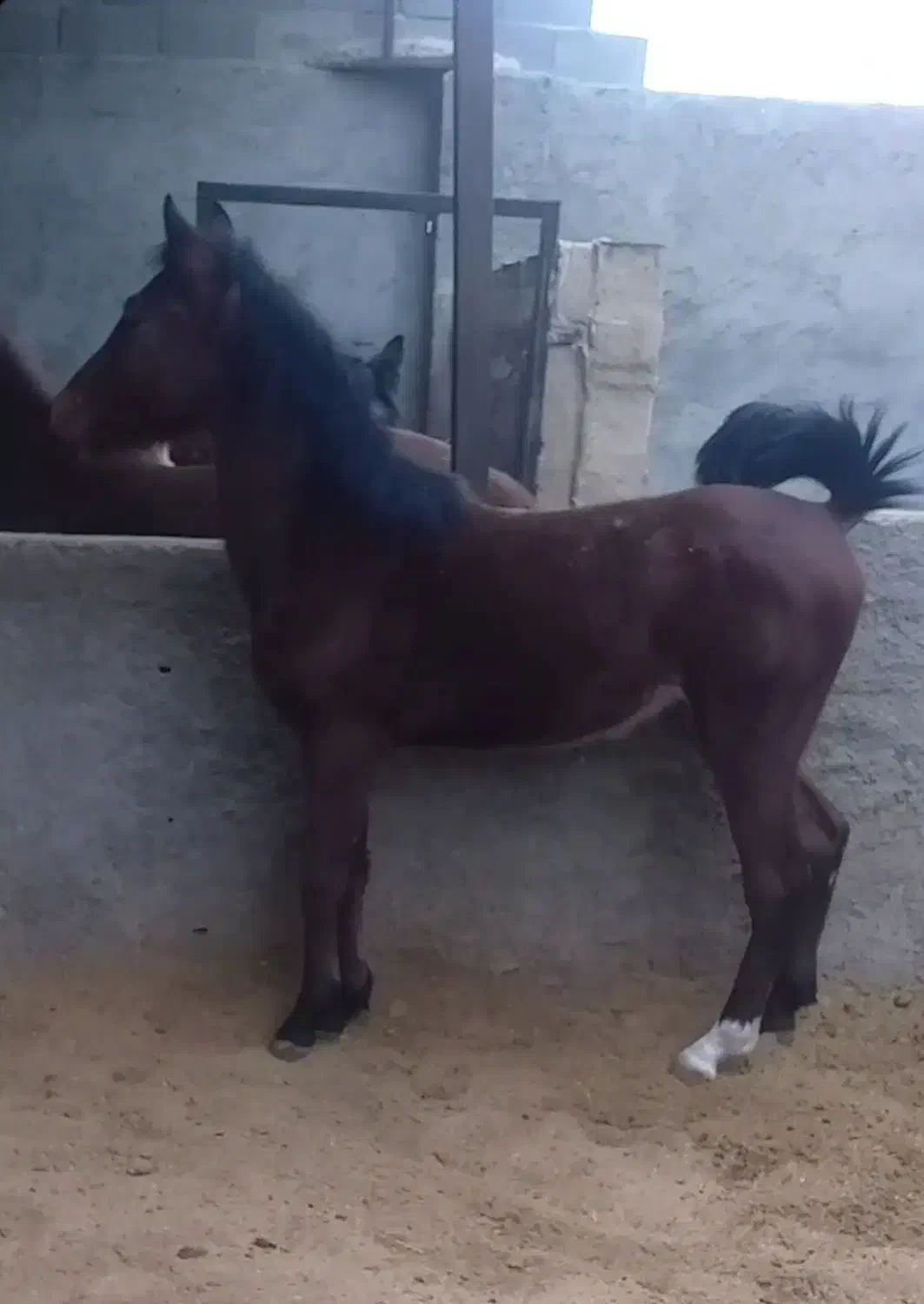 اسب|اسب و تجهیزات اسب‌سواری|فلاورجان, |دیوار