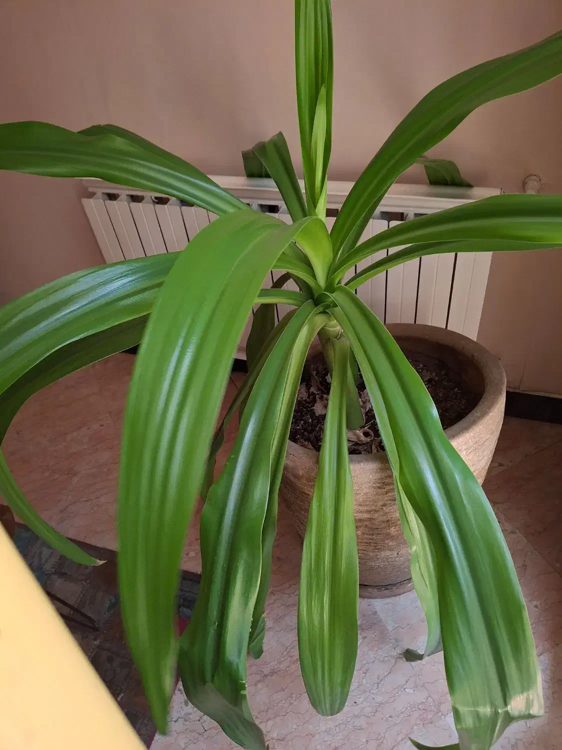 نیرو نظافتچی هستم  نظافت محل کار مشاعات و منازل|خدمات نظافت|تهران, پردیسان|دیوار