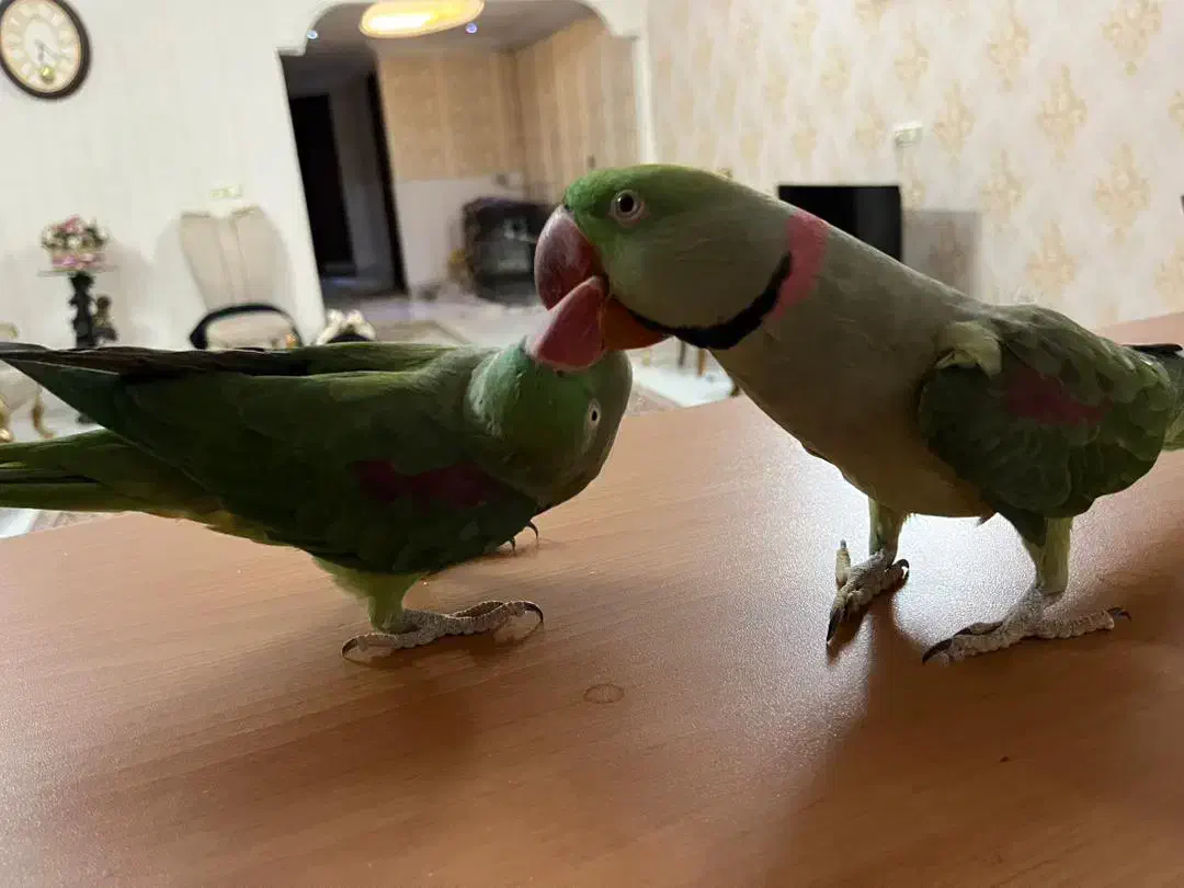 شاه طوطی.|پرنده|نیشابور, گنبد سبز|دیوار