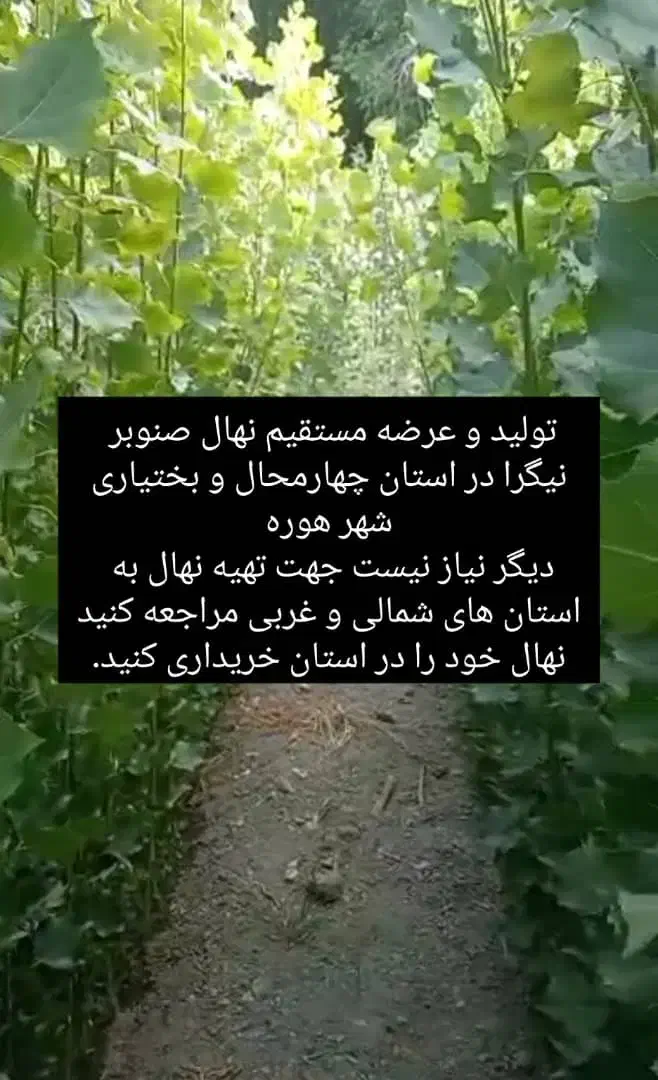 فروش نهال صنوبر نیگرا|خدمات باغبانی و درختکاری|زاینده رود, |دیوار