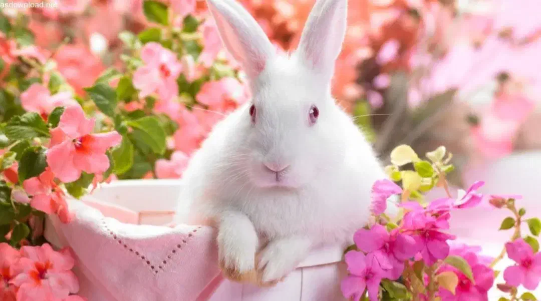 خرگوش مینیاتوری|موش و خرگوش|دزفول, |دیوار