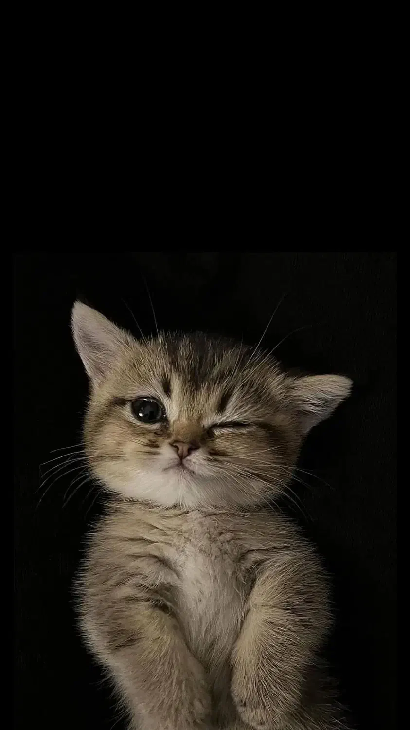 گربه بریتیش حضوری اهواز|گربه|اهواز, کیانپارس |دیوار