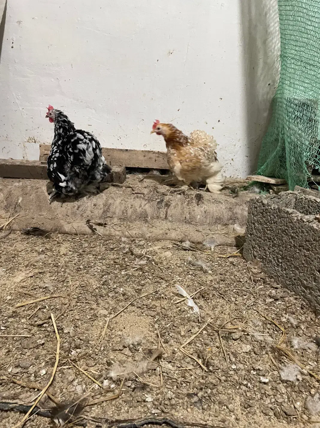 مرغ کوشین|حیوانات مزرعه|لنگرود, |دیوار