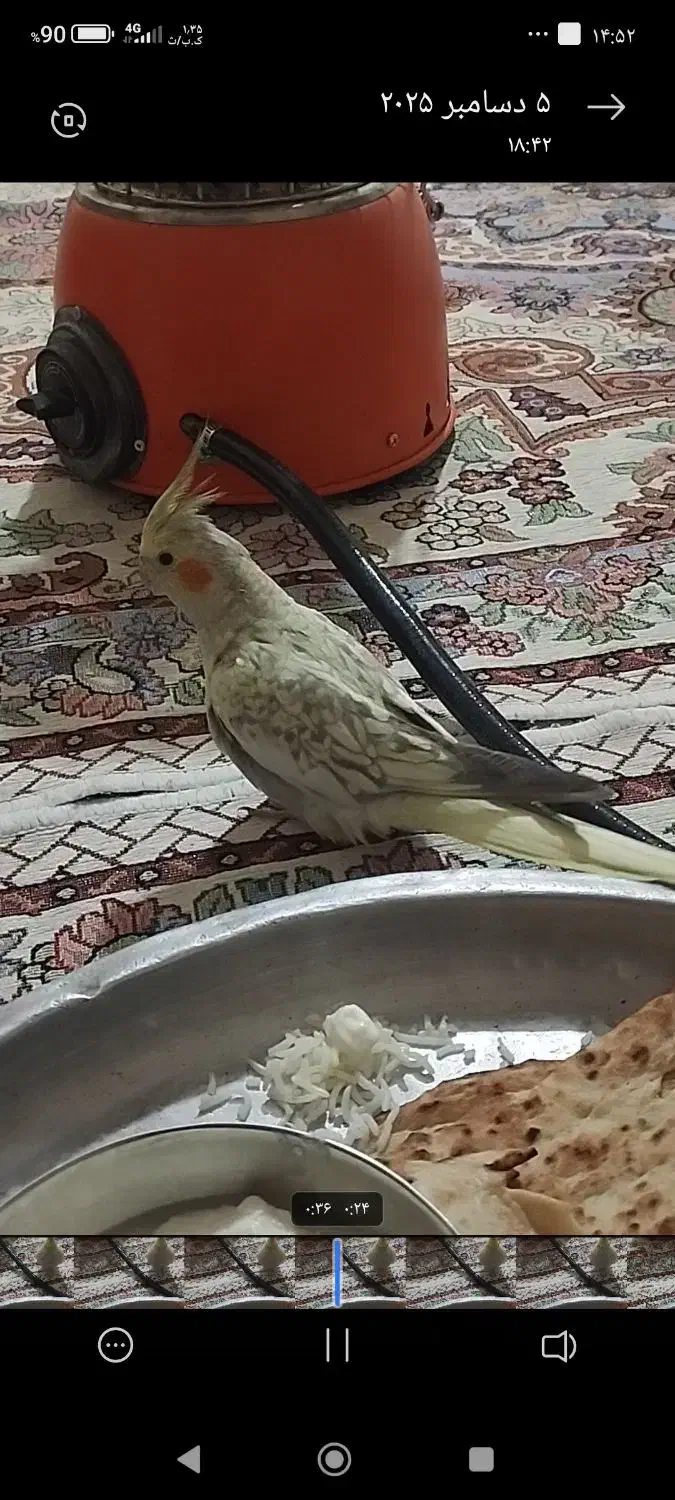 عروس هلندی گمشده|حیوانات|ایوان, |دیوار