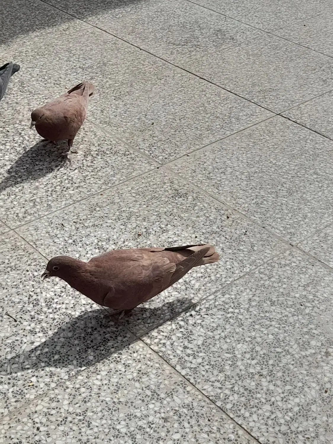 کفتر گلی|پرنده|زرند, |دیوار