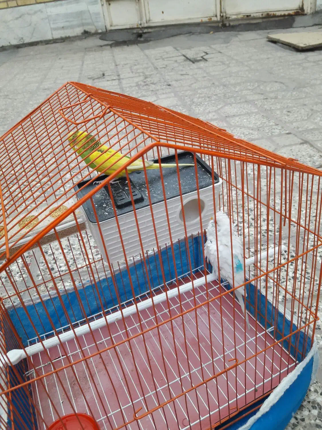 مرغ عشق|پرنده|لنجان, |دیوار