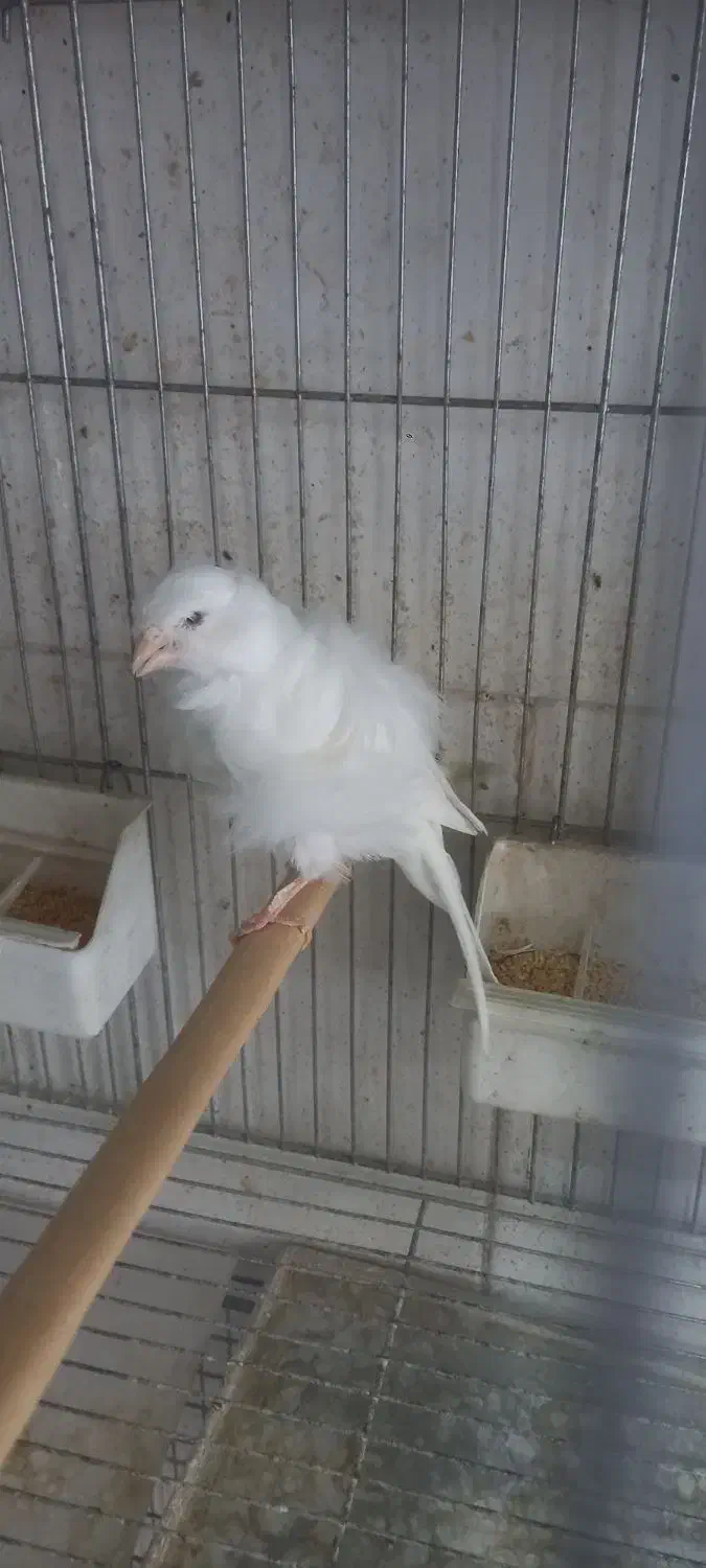 فروش قناری|پرنده|الوند, |دیوار