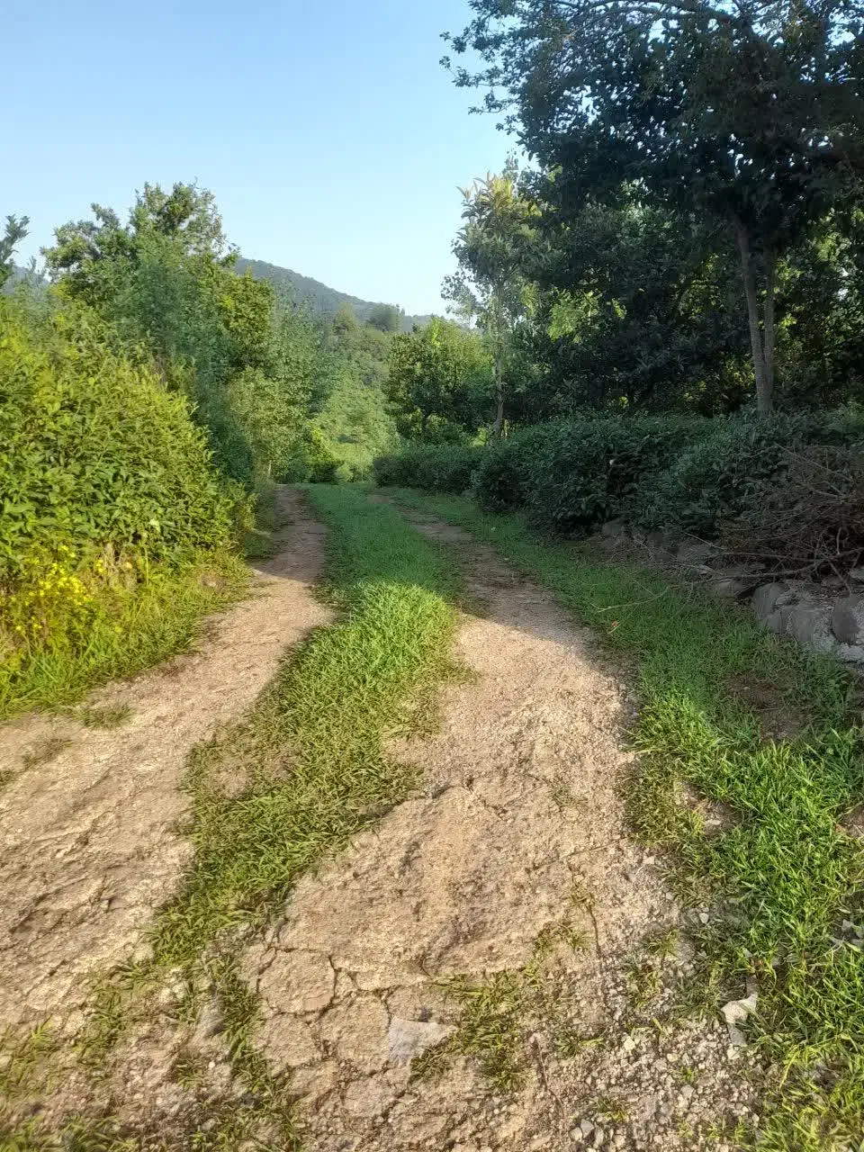 فروش باغ چای|فروش زمین و ملک کلنگی|رانکوه, |دیوار