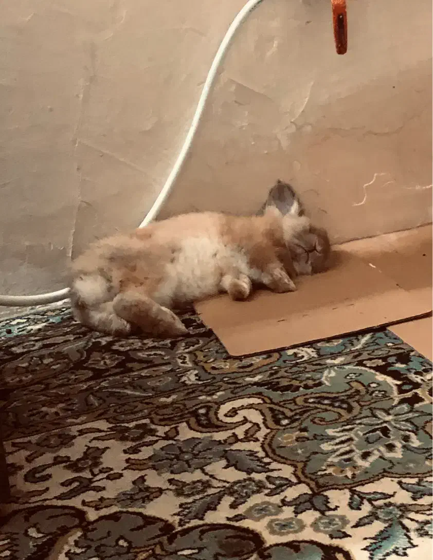 خرگوش لپ دار آرام خانگی|موش و خرگوش|آمل, |دیوار