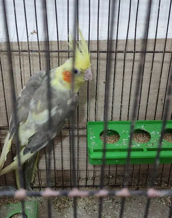 عروس هلندی|پرنده|هندیجان, |دیوار