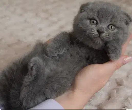 اسکاتیش شرت هیر /مو مخملی چشم جغدی/۲ماهه|گربه|تهران, شهران شمالی|دیوار