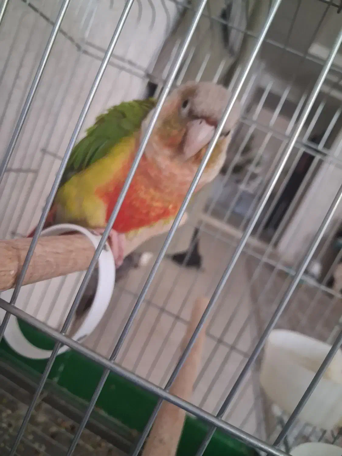 طوطی گرینچیک|پرنده|ابهر, |دیوار