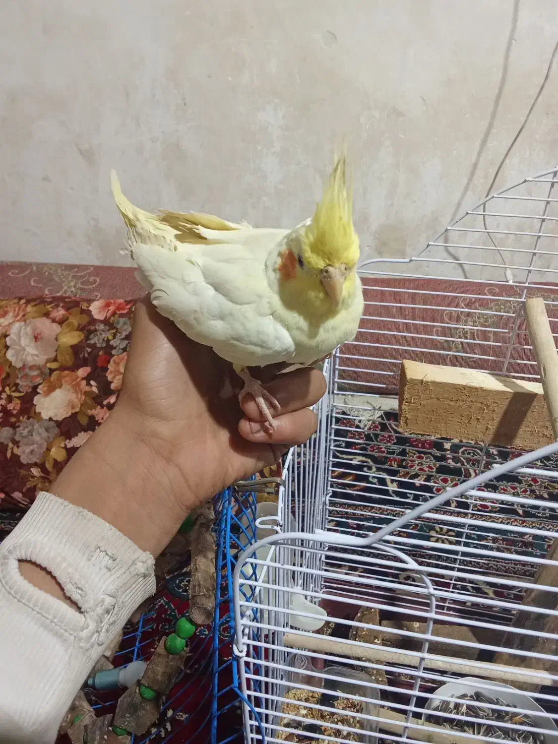 ۲عروس هلندی نازه|موش و خرگوش|قزوین, |دیوار