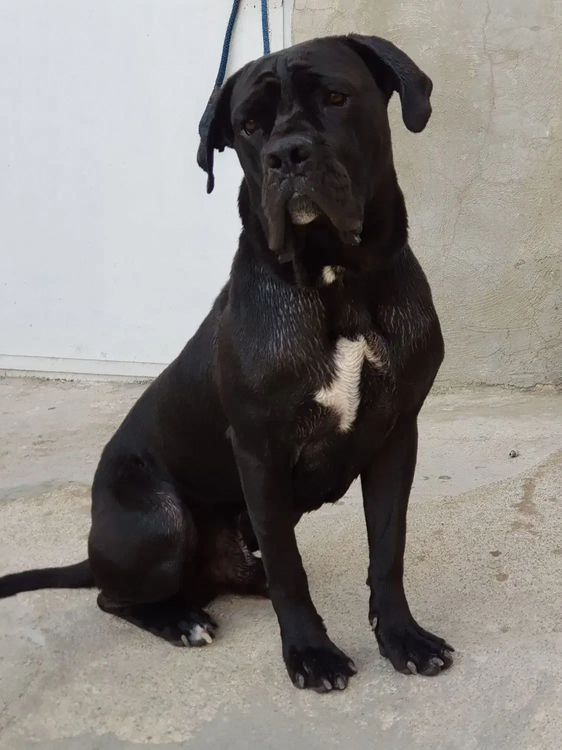 سگ نژاد دار کن کورسو|سگ|تهران, پارک شهر|دیوار